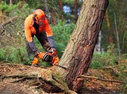 Best Leaf Removal  in Beaver Falls, PA